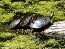canal-turtles-basking-in-the-sun